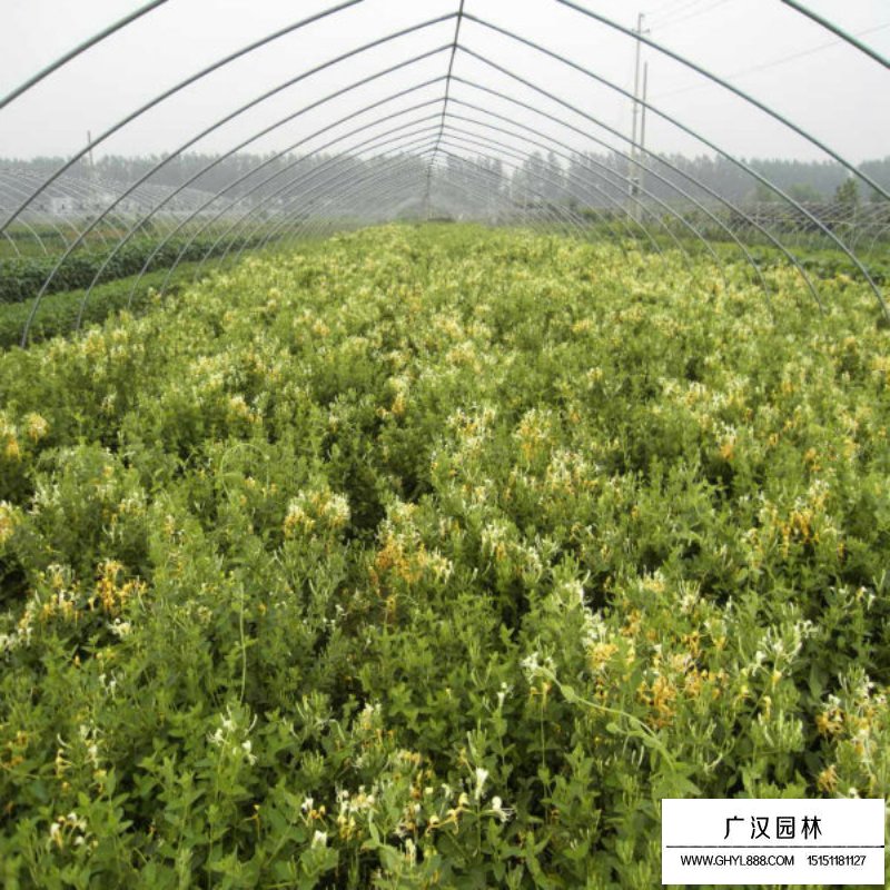 金銀花價格
