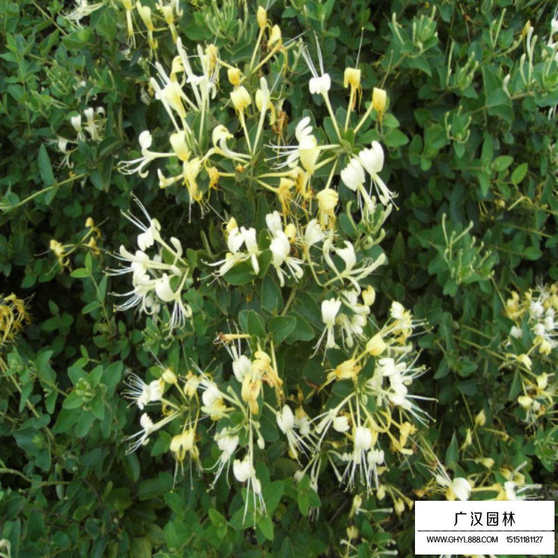 金銀花價格