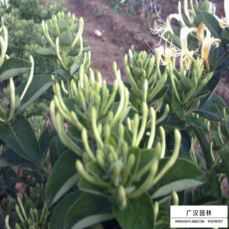 金銀花價格