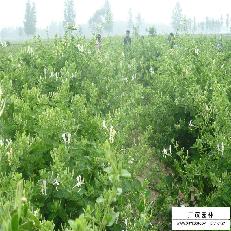 金銀花價格