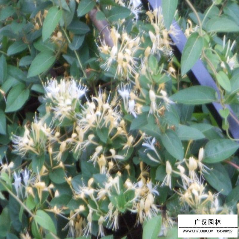 金銀花價格