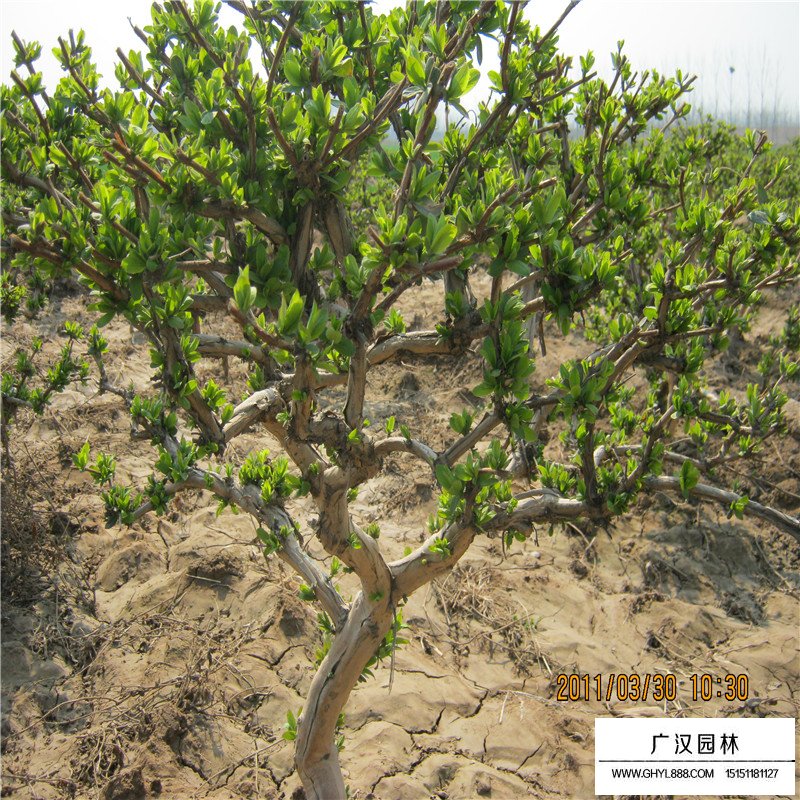 金銀花價格