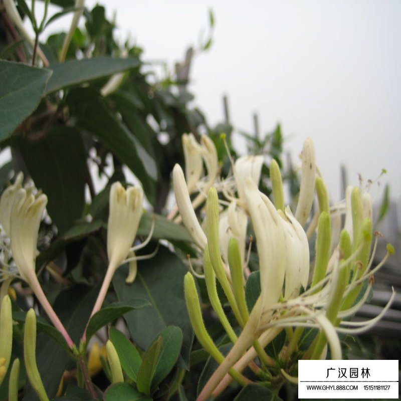 金銀花價格