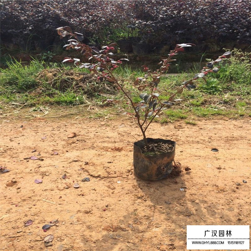 紅花繼木價格