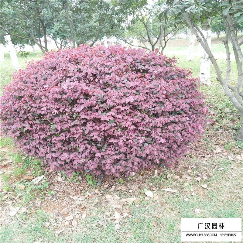 紅花繼木價格