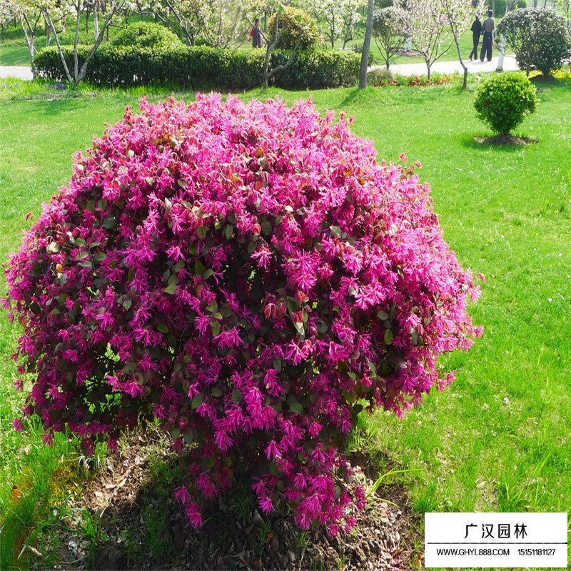 紅花繼木價格