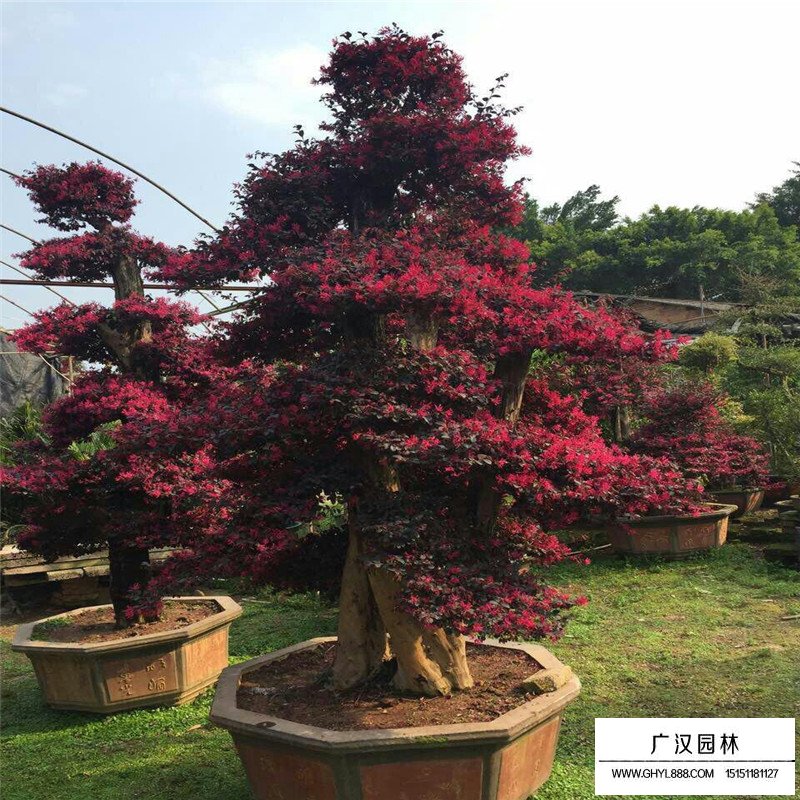 紅花繼木價格