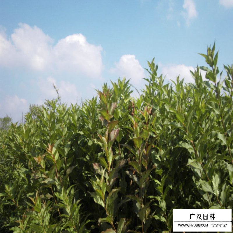 紅王子錦帶價格