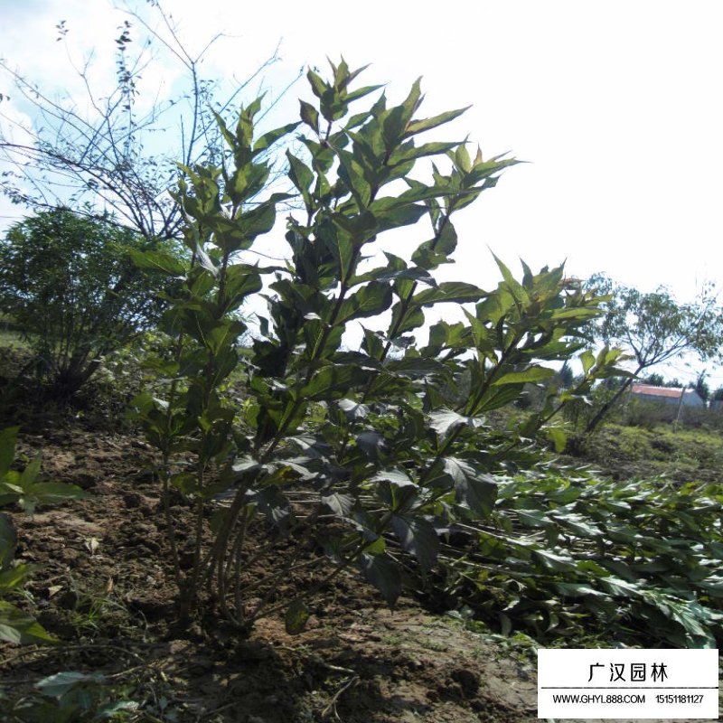 紅王子錦帶價格