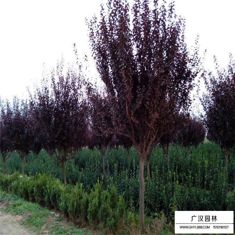 紅葉李價格