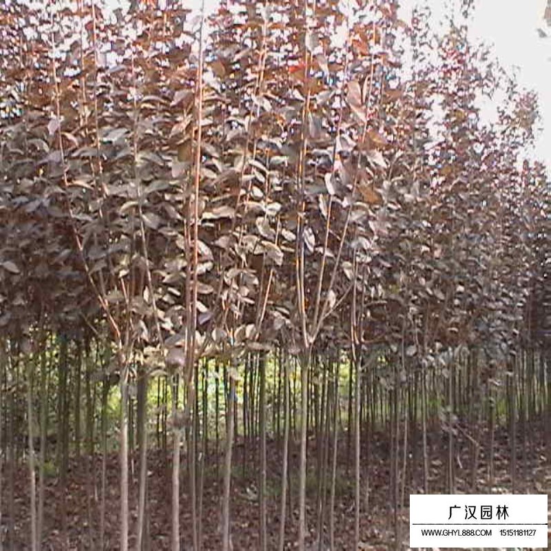 紅葉李價格