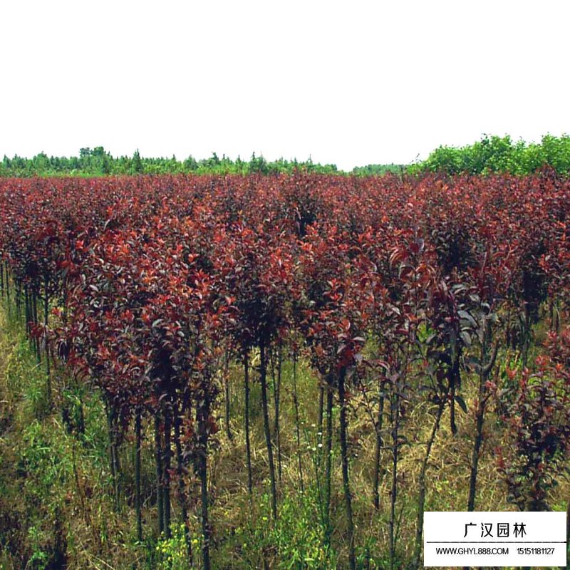 紅葉李價格
