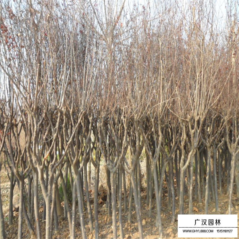 紅葉李價格