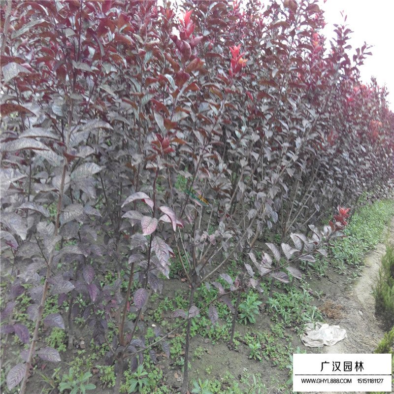 紅葉李價格