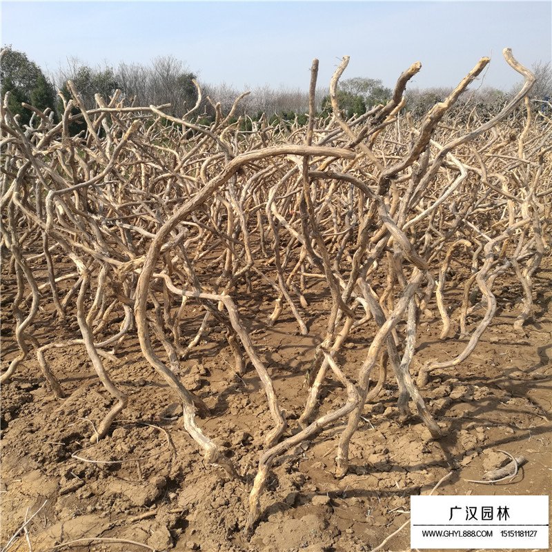 美國凌霄價格