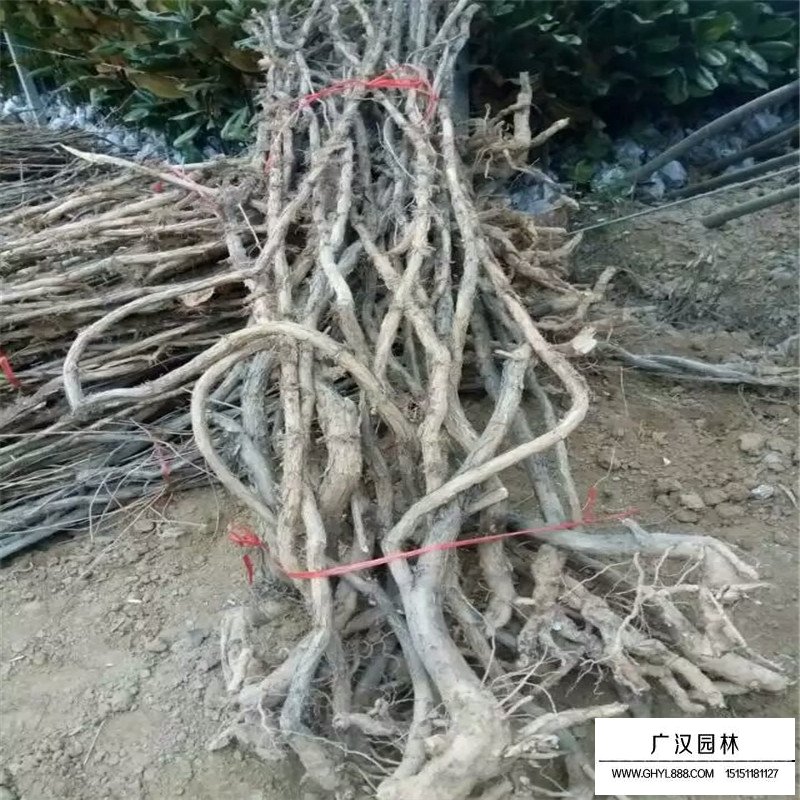 美國凌霄價格