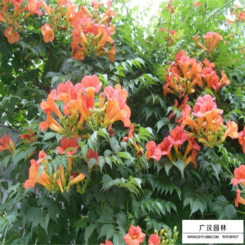 美國凌霄價格