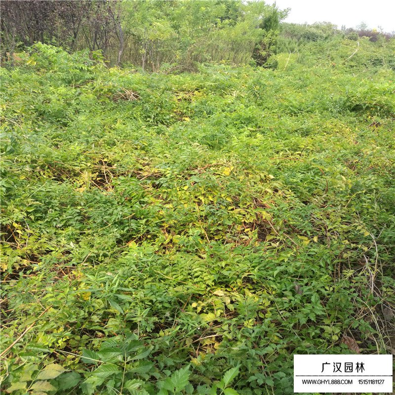 美國凌霄價格
