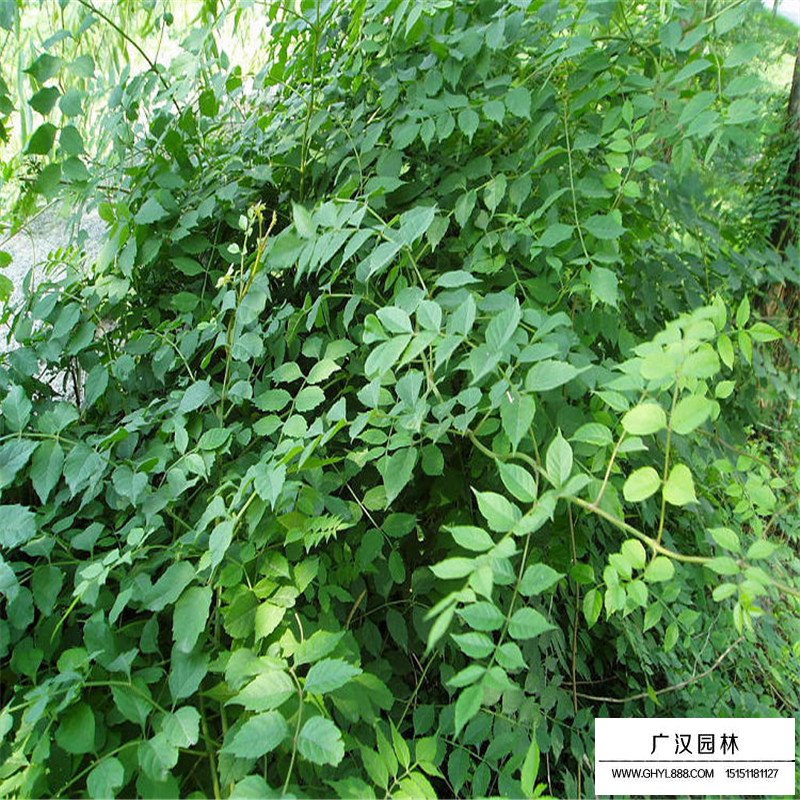 美國凌霄價格
