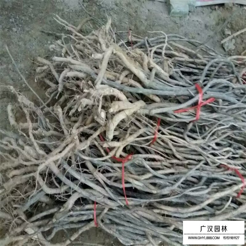 美國凌霄價格