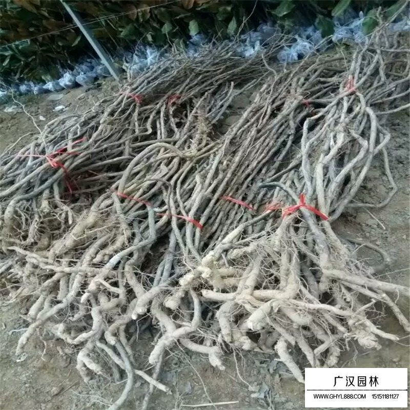 美國凌霄價格