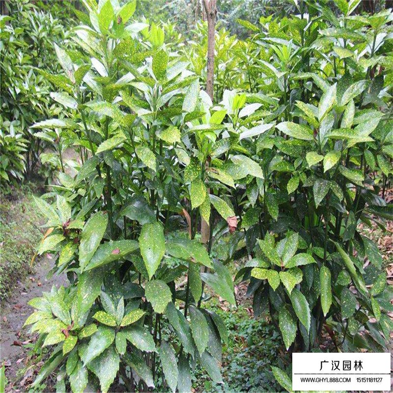 灑金珊瑚價格