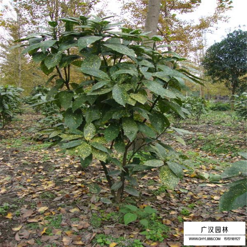 灑金珊瑚價格