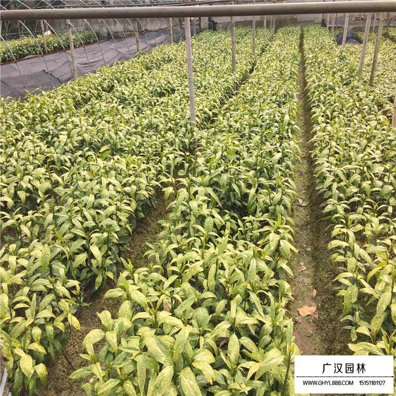 灑金珊瑚價格