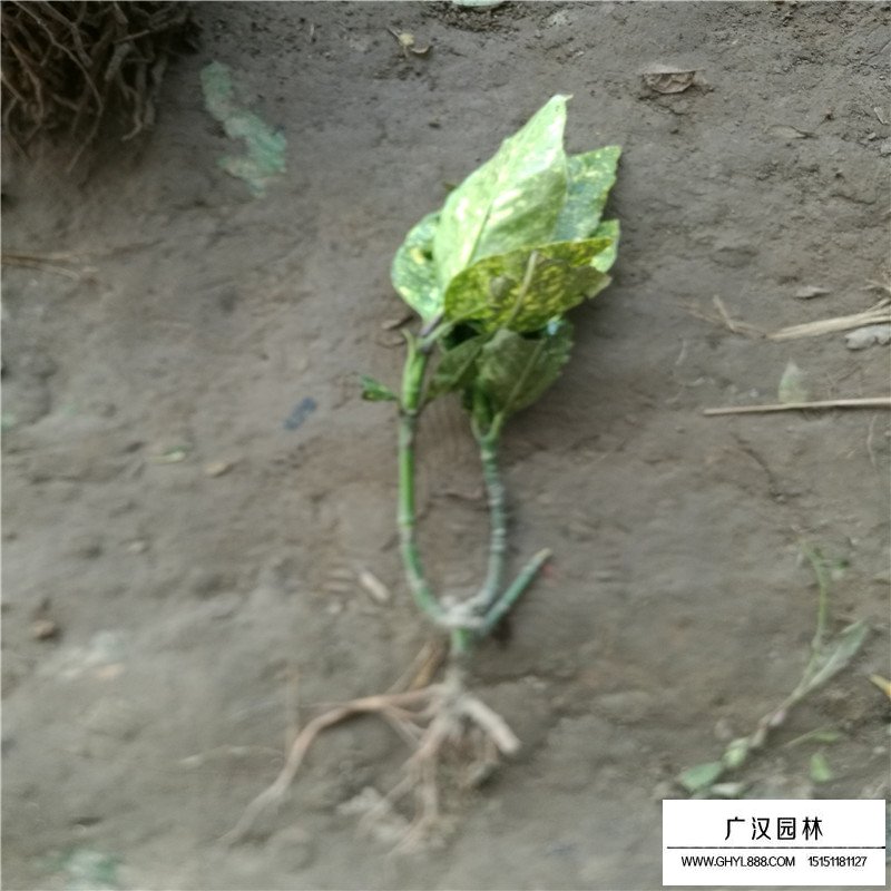 灑金珊瑚價格