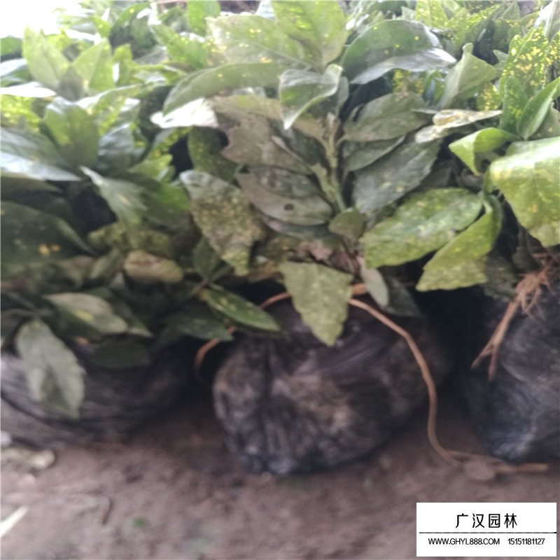 灑金珊瑚價格