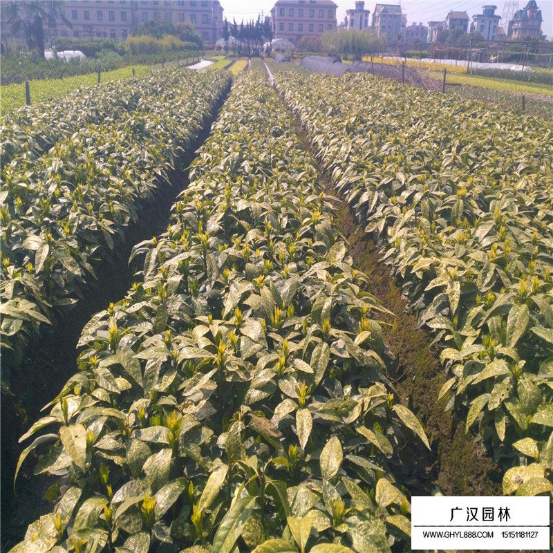 灑金珊瑚價格