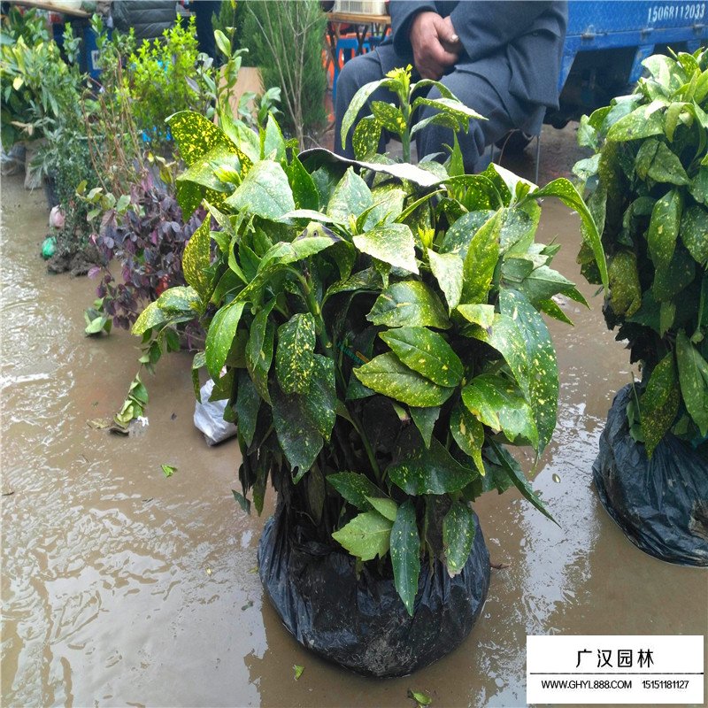 灑金珊瑚價格