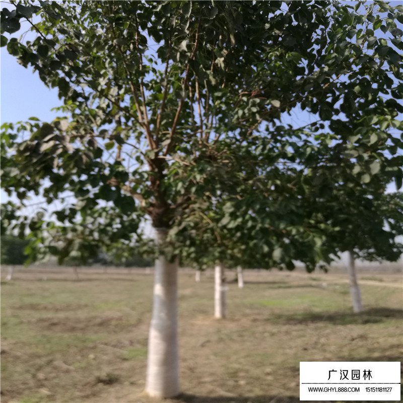 重陽木價格