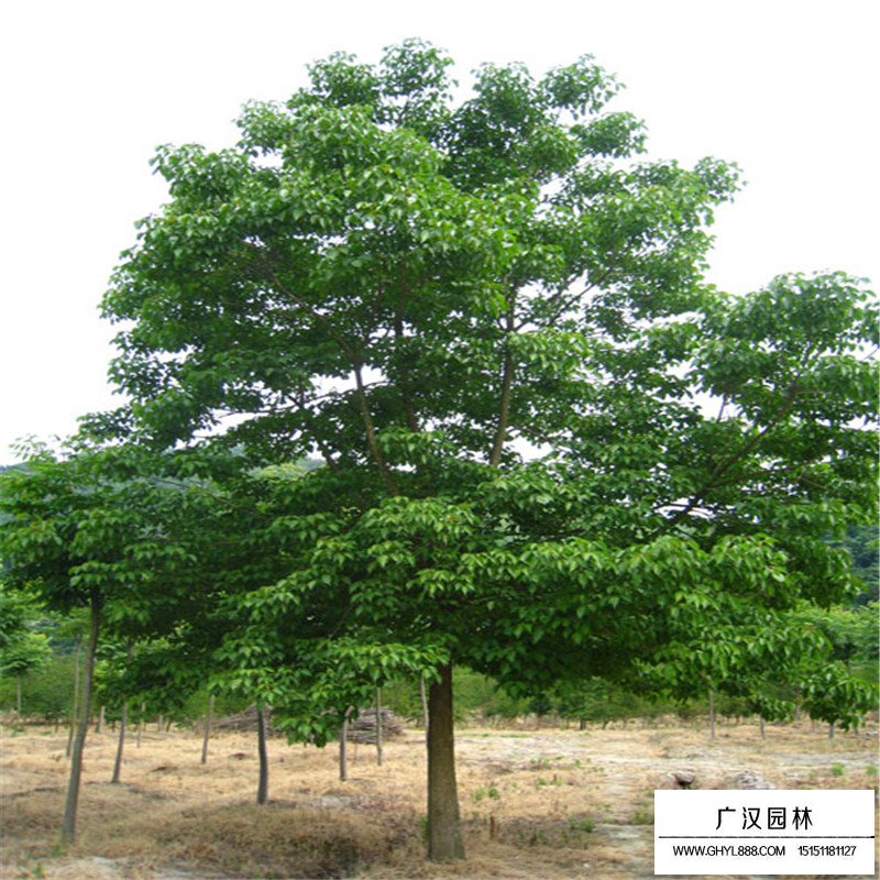 重陽木價格