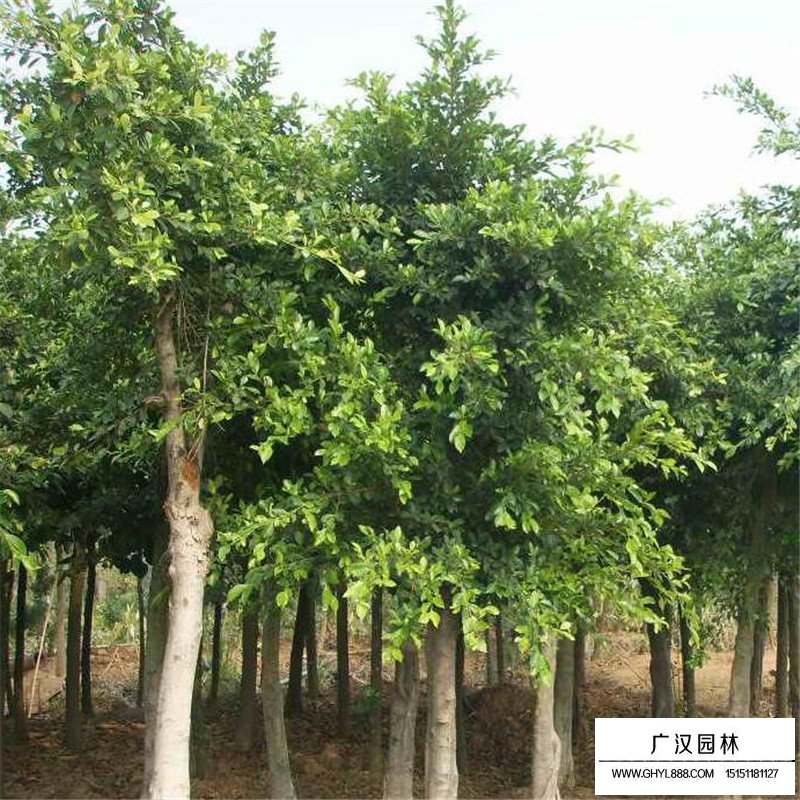 重陽木價格