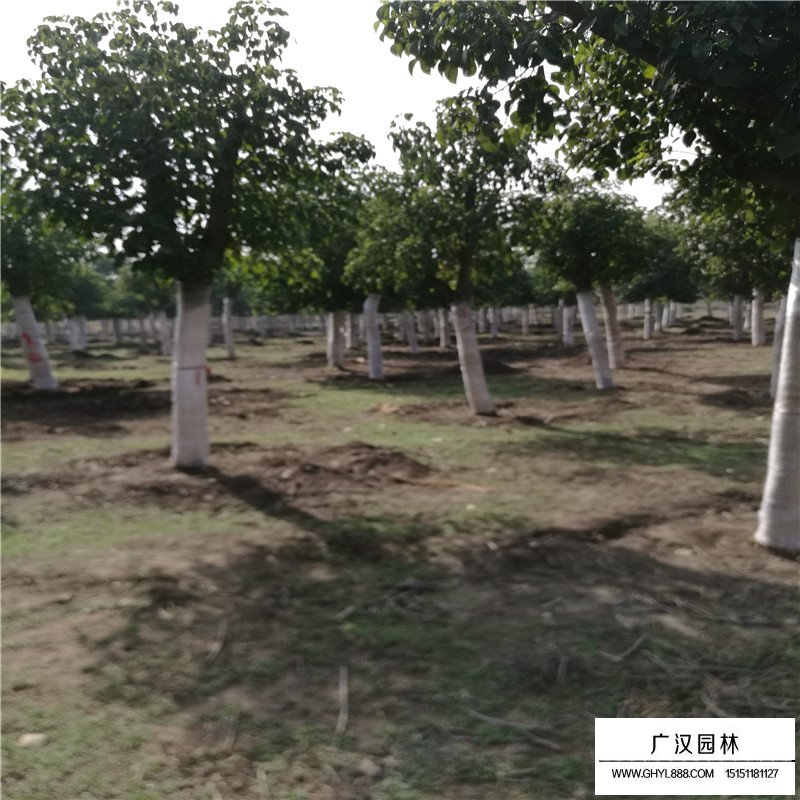 重陽木價格