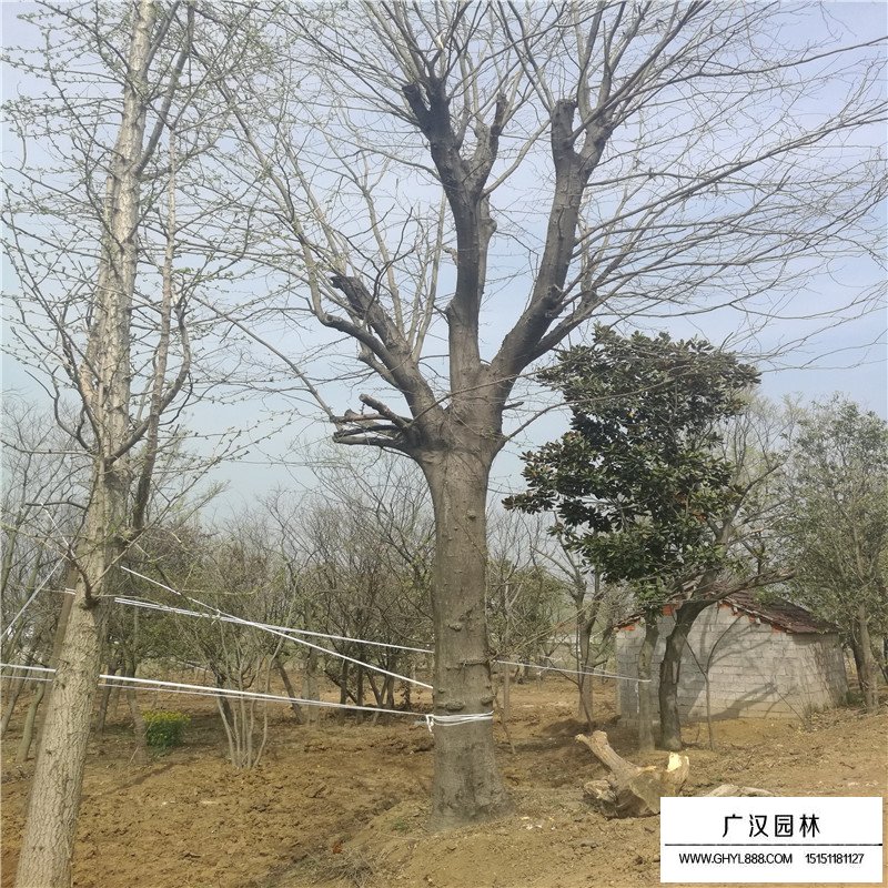 皂角樹產地