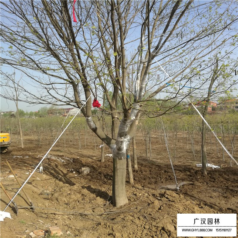 皂角樹產地