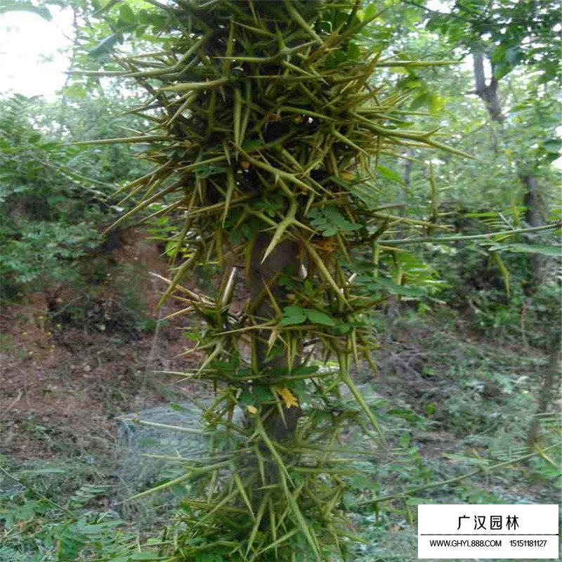 皂角樹產地