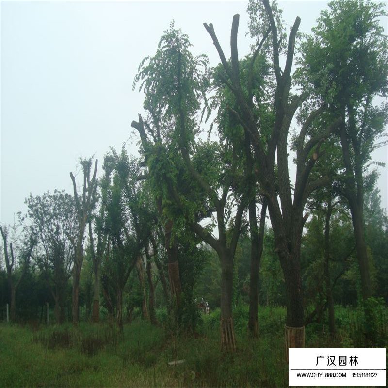 皂角樹產地