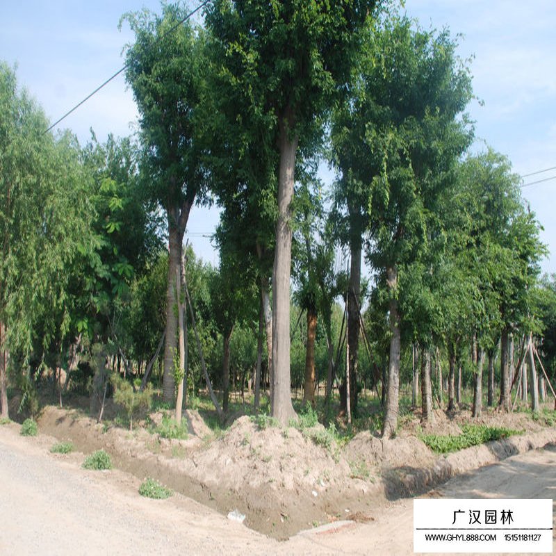皂角樹產地