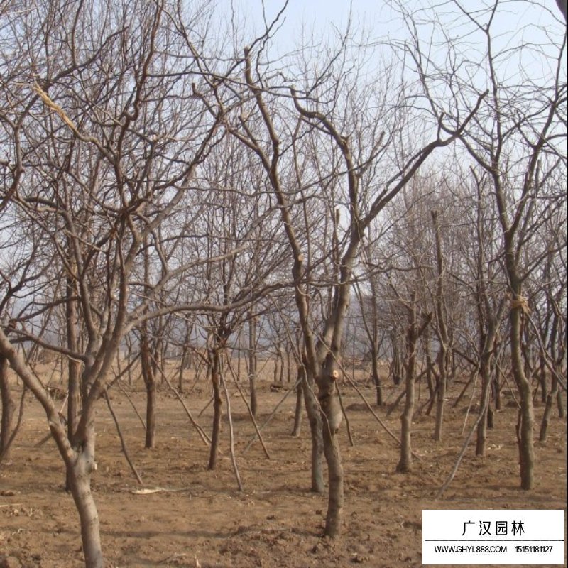 皂角樹產地