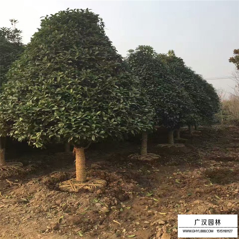 桂花樹價格