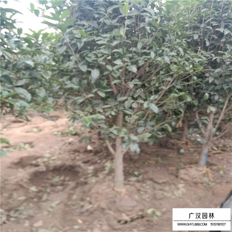 桂花樹價格