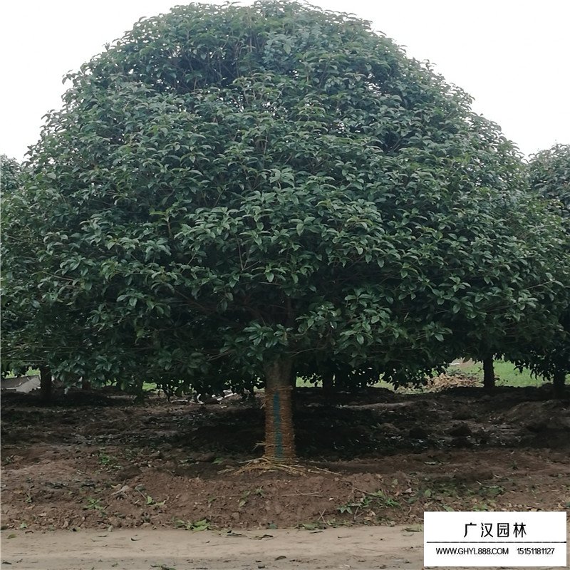 桂花樹價格
