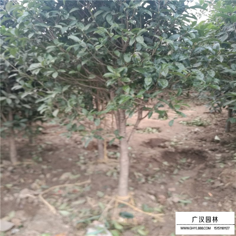桂花樹價格