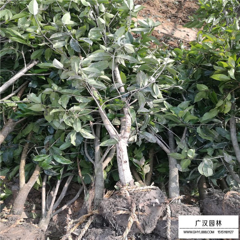 桂花樹價格