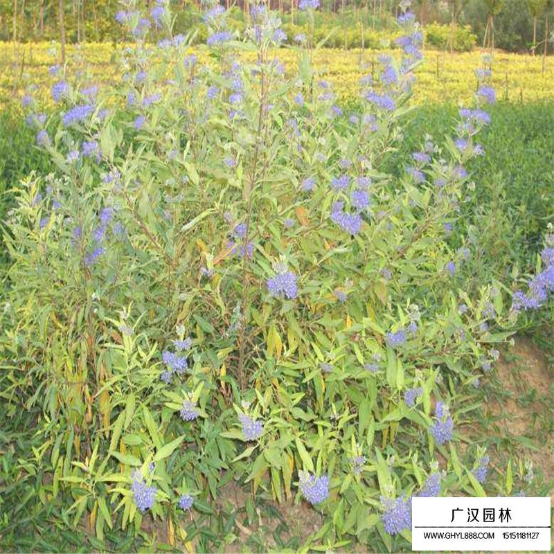 金葉蕕產地