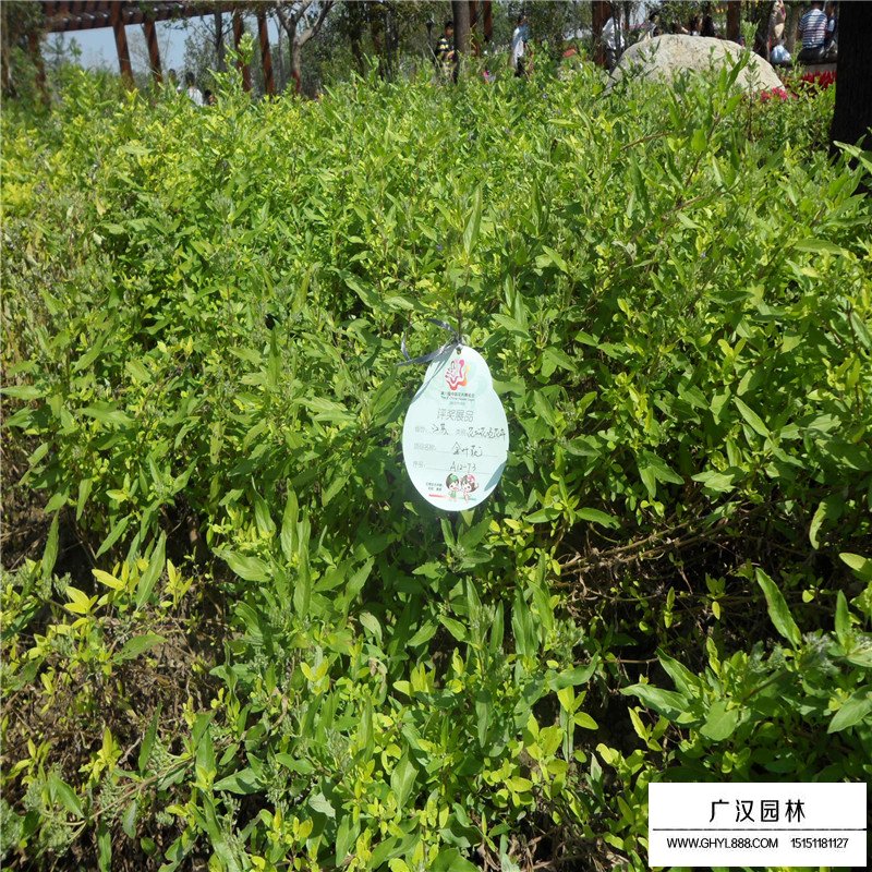 金葉蕕產地