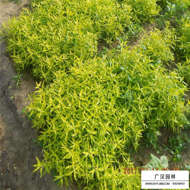 金葉蕕產地